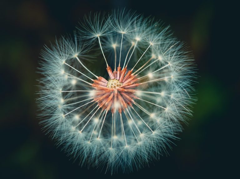 matressa dandelion 8496044 1920 e1772703744505